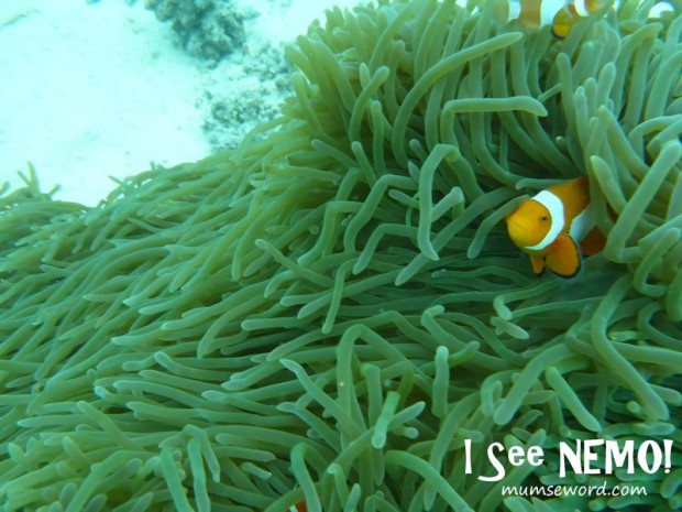 Nemo in Cebu